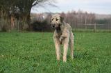 IRISH WOLFHOUND 260
